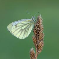 Green-veined white 2 